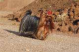 YORKSHIRE TERRIER 560